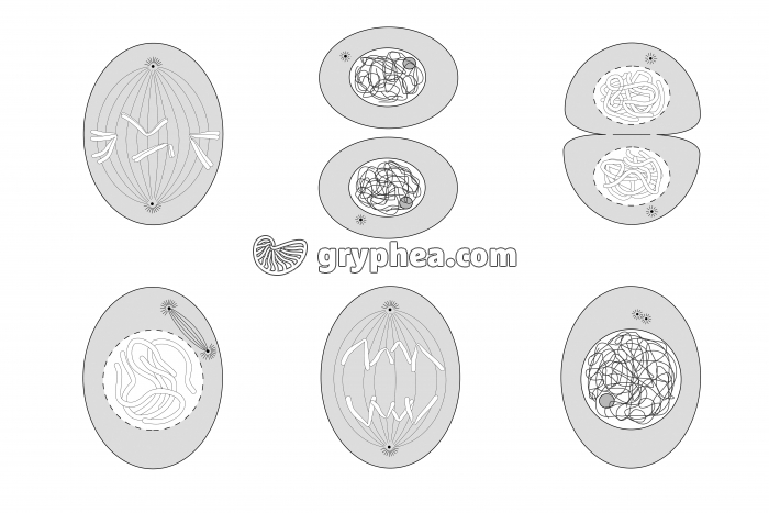 Mitose schémas à colorier - gryphea.com